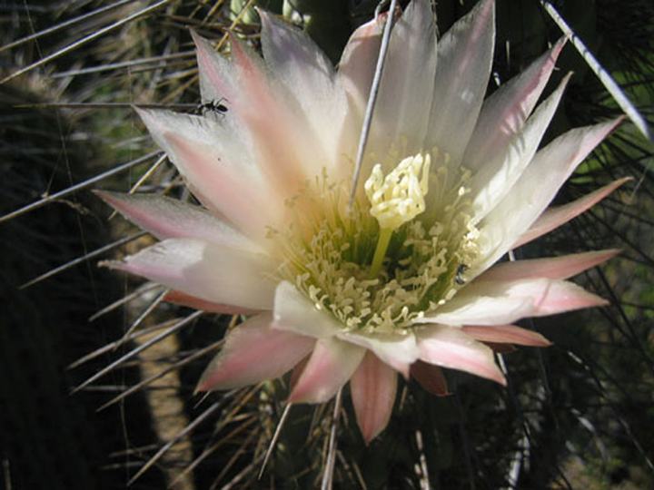 Alicahue