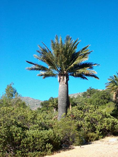 Palma Chilena
