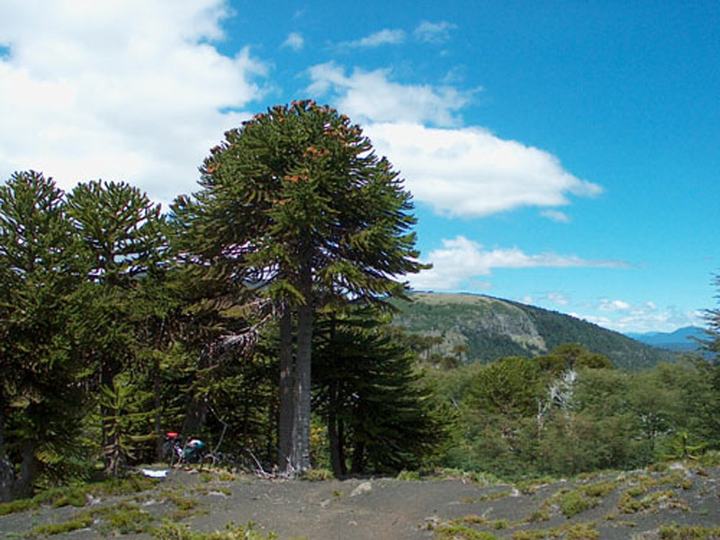 Araucaria, Villarrica National Park