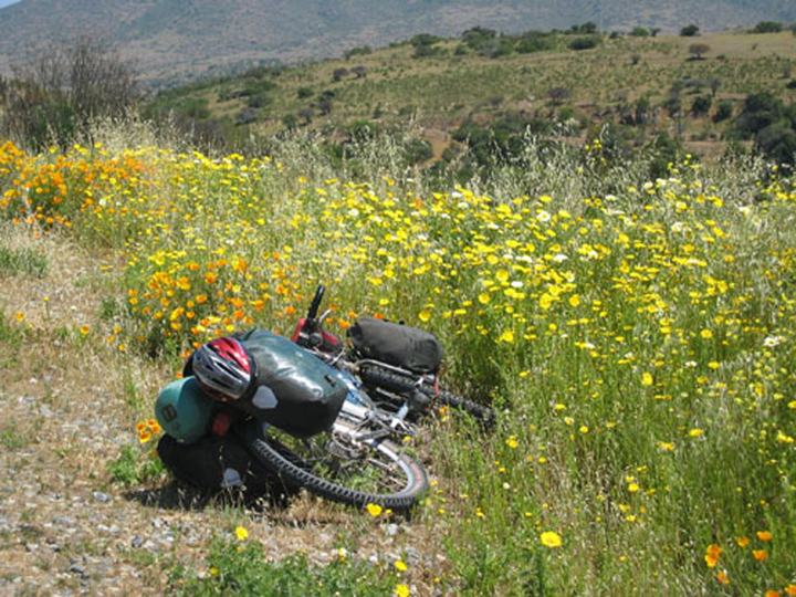 Wild flowers