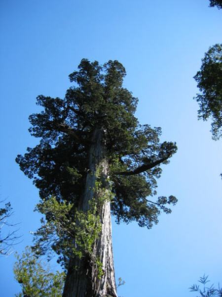 Alerce tree, over 2,000 years old
