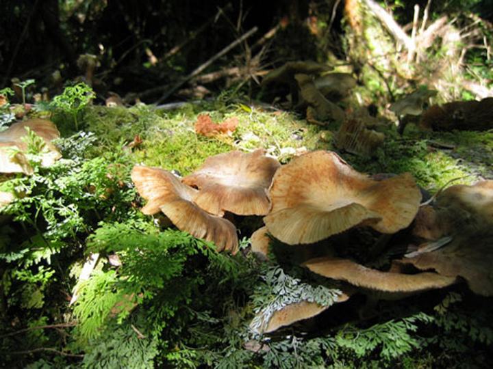 Mushrooms