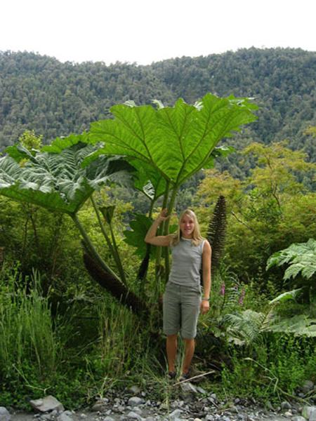 Uli's umbrella: a nalca leaf