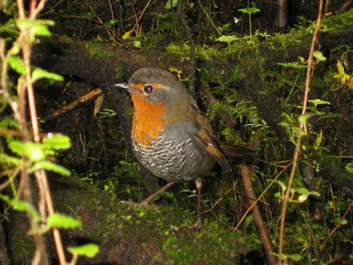 A curious fellow