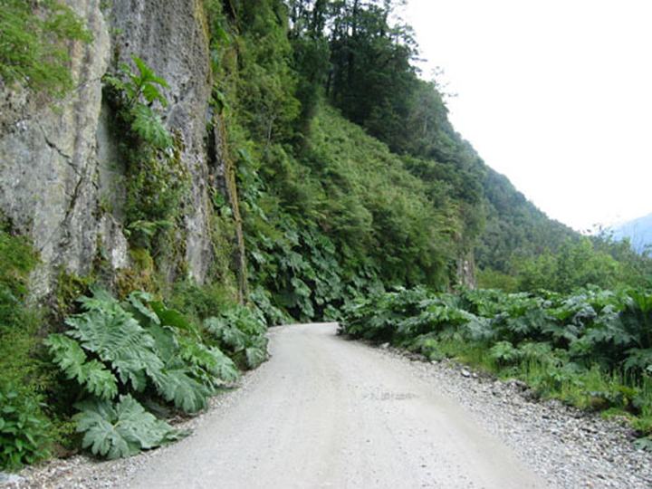Carretera Austral lined with nalcas
