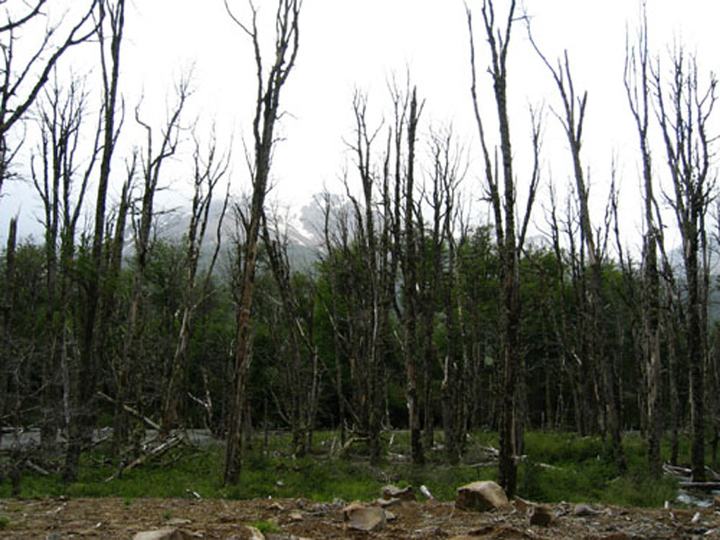 Dead forest after the 1993 eruption