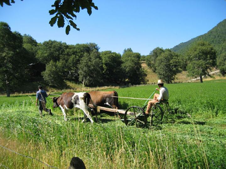 Farmers at work