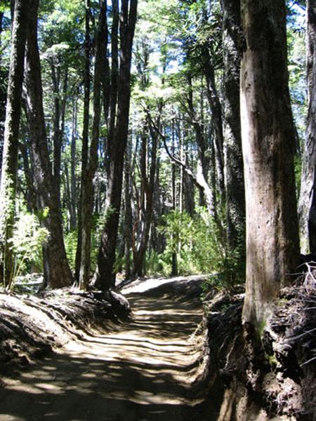 Ancient forest in Conguillío