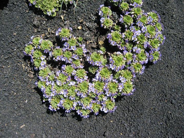 Plant on the lava