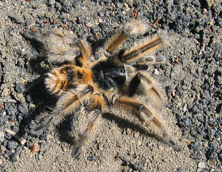 Tarantula