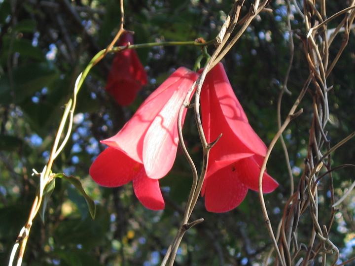 Copihue, Chile's national flower