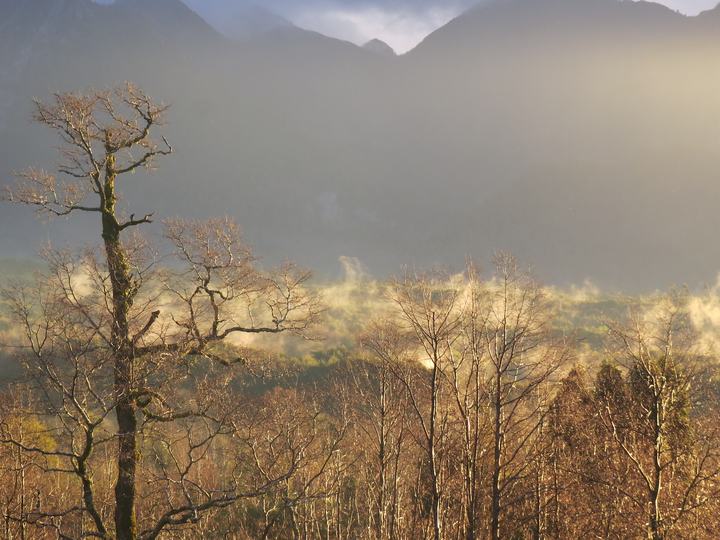 Evening light over the forest