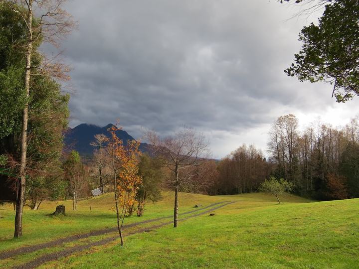 Meadow and forest edge