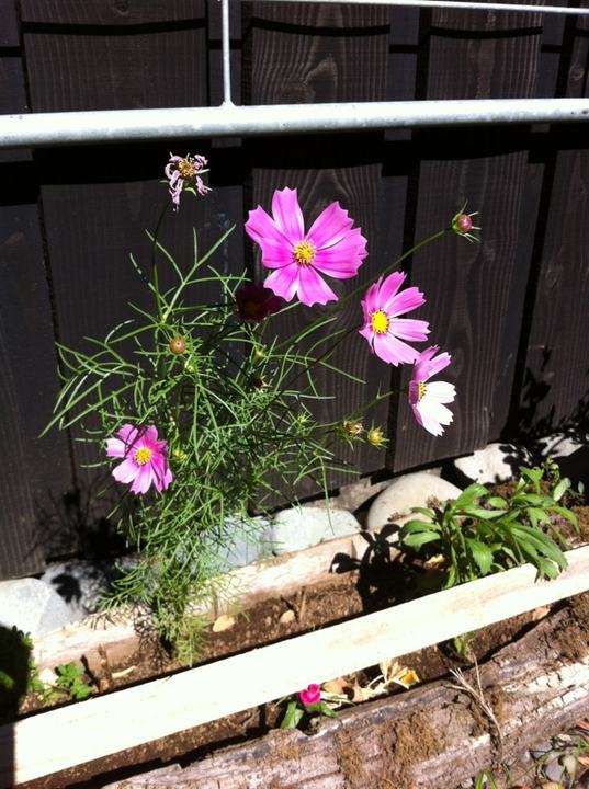 Flowers at the house