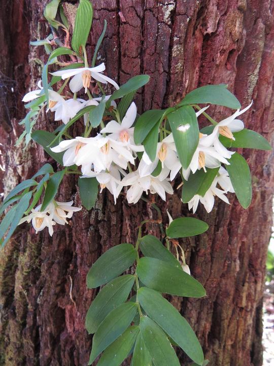 Wild orchids on a tree trunk