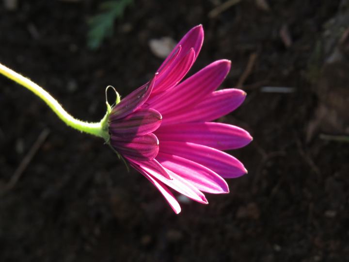 A flower in the garden