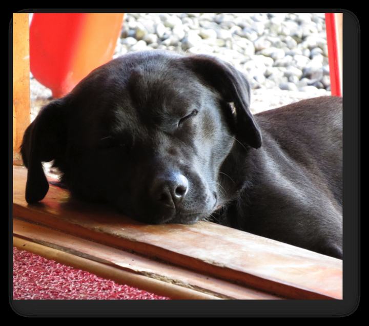 The dog, asleep at the window
