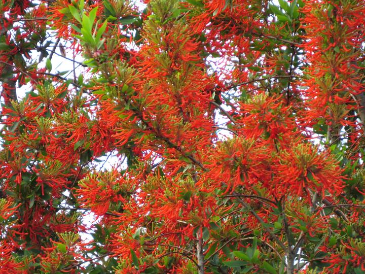 Notro tree in red bloom