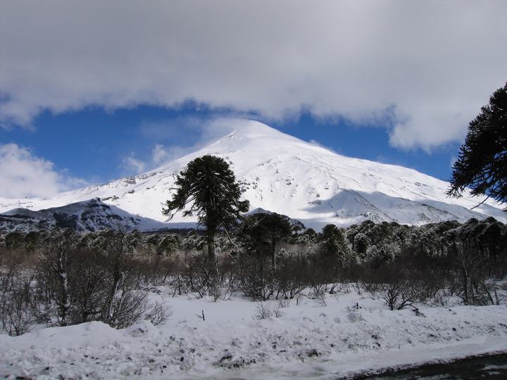 Lanín volcano and araucarias